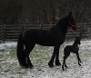 Iapa friesian cu manz