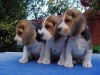 BEAGLE de vanzare
