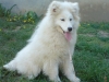 Samoyed de vanzare