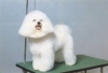 Cosmetica canina Dolly