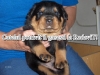 Rottweiler de vanzare 