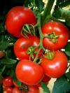 Vindem-seminte-de-tomate-nedeterminate-Lady-Rosa-F1