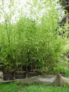 Bambusi-pentru-gard-viu-si-spatii-verzi