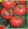 Vindem-seminte-de-tomate-Alvaro-F1
