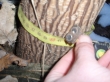 radacini-paulownia-tomentosa-cu-o-lungime-intre-20-si-30cm-diferite-grosimi-la-pretul-de-15-lei