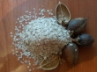 Semințele de paulownia hibrid 9501